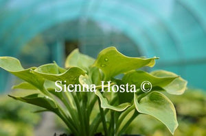 Hosta Lakeside Scamp