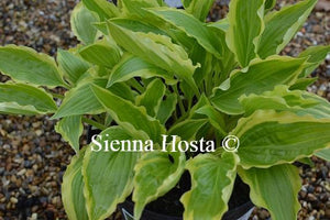 Hosta Carolina Sunshine