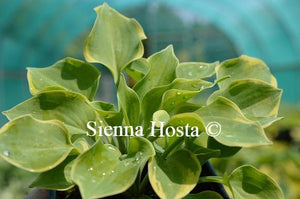 Hosta Lakeside Scamp