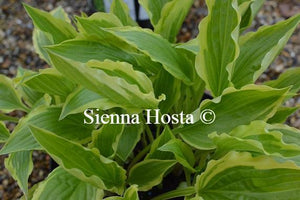 Hosta Carolina Sunshine