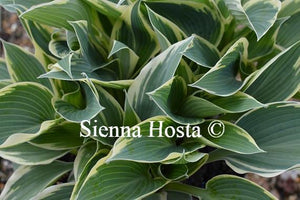 Hosta El Nino