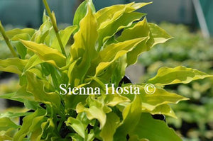 Hosta 'Lemon Lime'