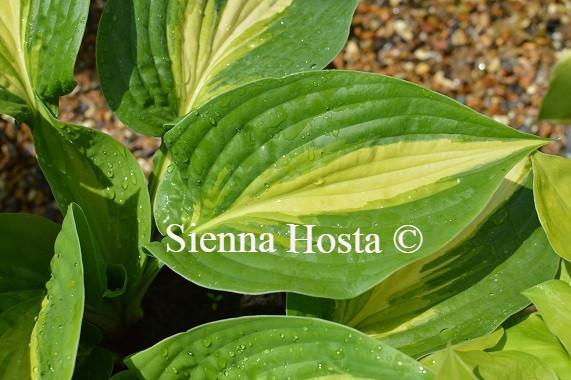 Hosta Ann Kulpa