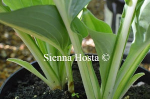 Hosta Ann Kulpa