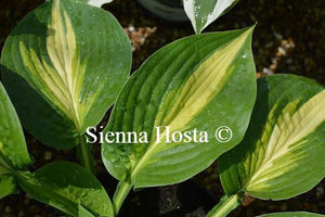 Hosta Ann Kulpa