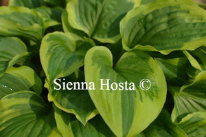 Hosta Pixie Vamp