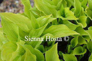 Hosta Plants for sale