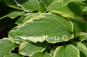 Hosta 'Antioch'