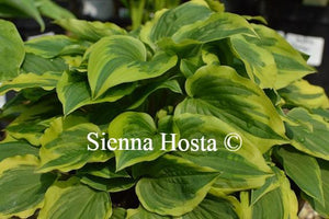 Hosta Pixie Vamp