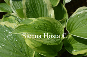 Hosta 'Antioch'