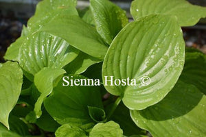 Hosta Aphrodite