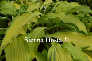 Hosta Pineapple Upsidedown Cake