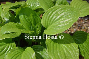 Hosta Aphrodite