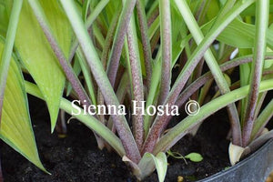 Hosta Pineapple Upsidedown cake