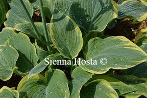 Hosta Arc de Triomphe