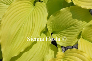 Hosta Dancing Queen