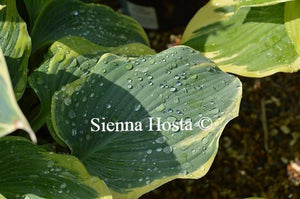 Hosta Arc de Triomphe