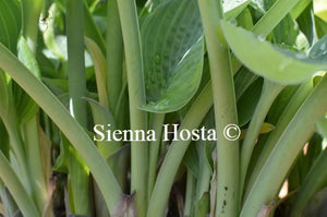 Hosta Arc de Triomphe Stems