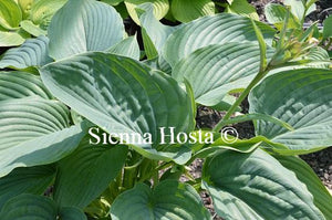 Hosta Empress Wu