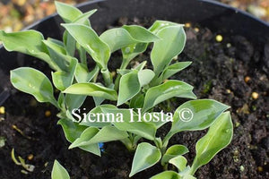 Hosta Popo