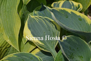 Hosta Aristocrat