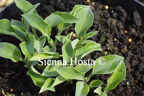 Hosta Popo