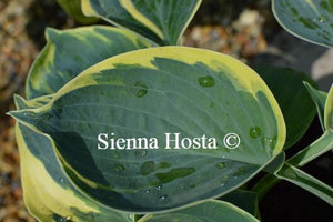 Hosta Aristocrat