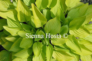 Hosta Golden Scepter