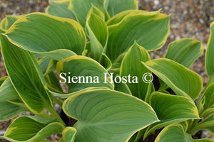 Hosta 'Clifford's Forest Fire'