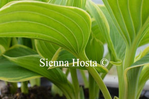 Hosta Cliffords Forest Fire