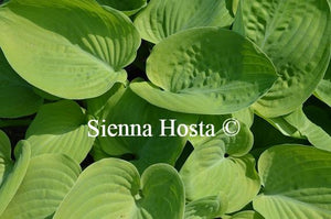 Hosta Golden Friendship