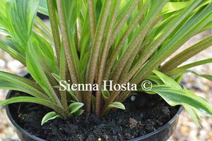 Hosta Proud Sentry Stems