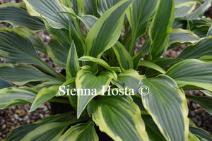 Hosta Proud Sentry