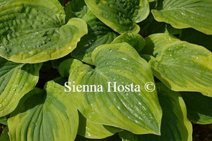 Hosta August Beauty