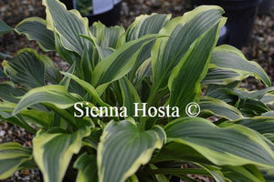 Hosta Proud Sentry