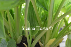 Hosta August Beauty