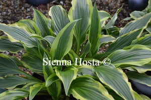 Hosta Proud Sentry