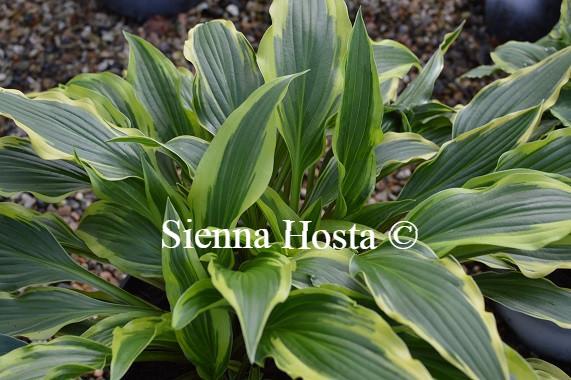 Hosta Proud Sentry
