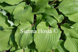 Hosta Harry van de Laar