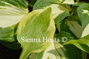 Hosta 'Avalanche'