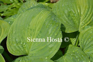 Hosta Avocado