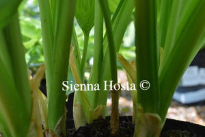 Hosta Avocado Stems