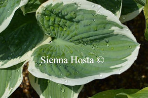 Hosta Barbara Ann