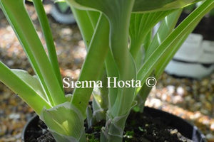 Hosta Barbara Ann Stems
