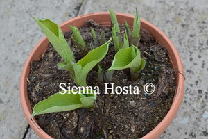 Hosta Zounds Eyes