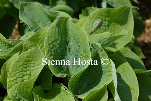 Hosta Big Daddy