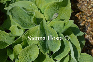 Hosta Big Daddy