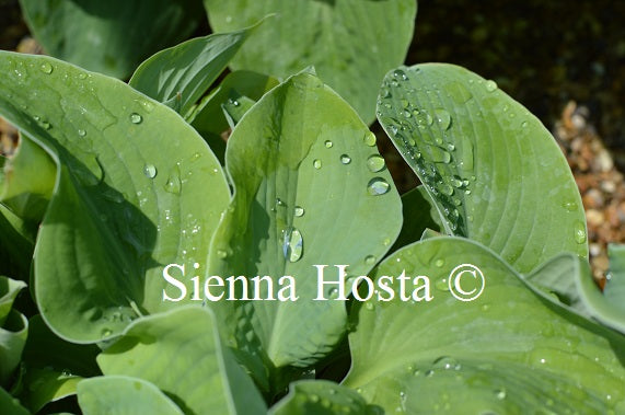 Hosta Big Mama