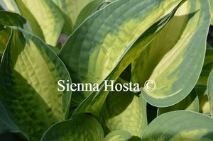 Hosta 'Lonesome Dove'