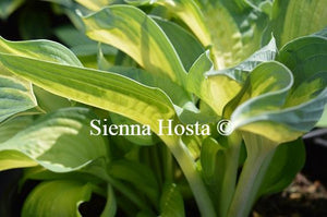 Hosta Lonesome Dove